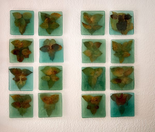 Vista cercana de piezas de arte botánico cuadradas con hojas prensadas contra una pared blanca, mostrando los patrones naturales de las hojas.