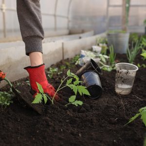 Plantas Aliadas del Medio Ambiente: Construyendo un Jardín Sostenible